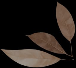 Wellness and recovery